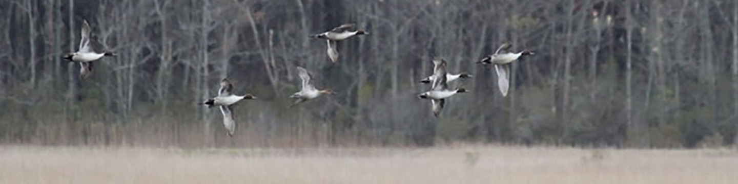 East Coast Waterfowl 68