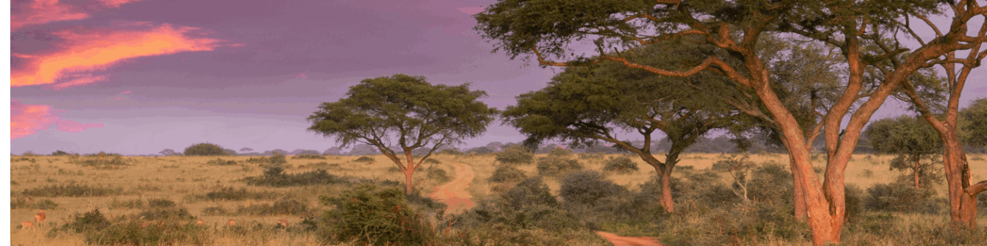 ADANSONIA SAFARIS 96