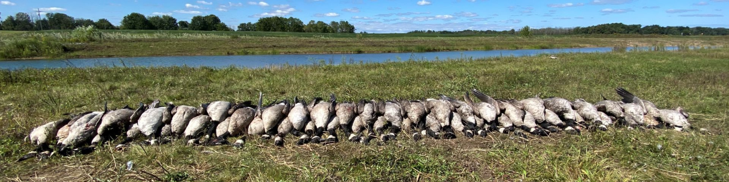 315 Outfitters / Red Tide retrievers 157