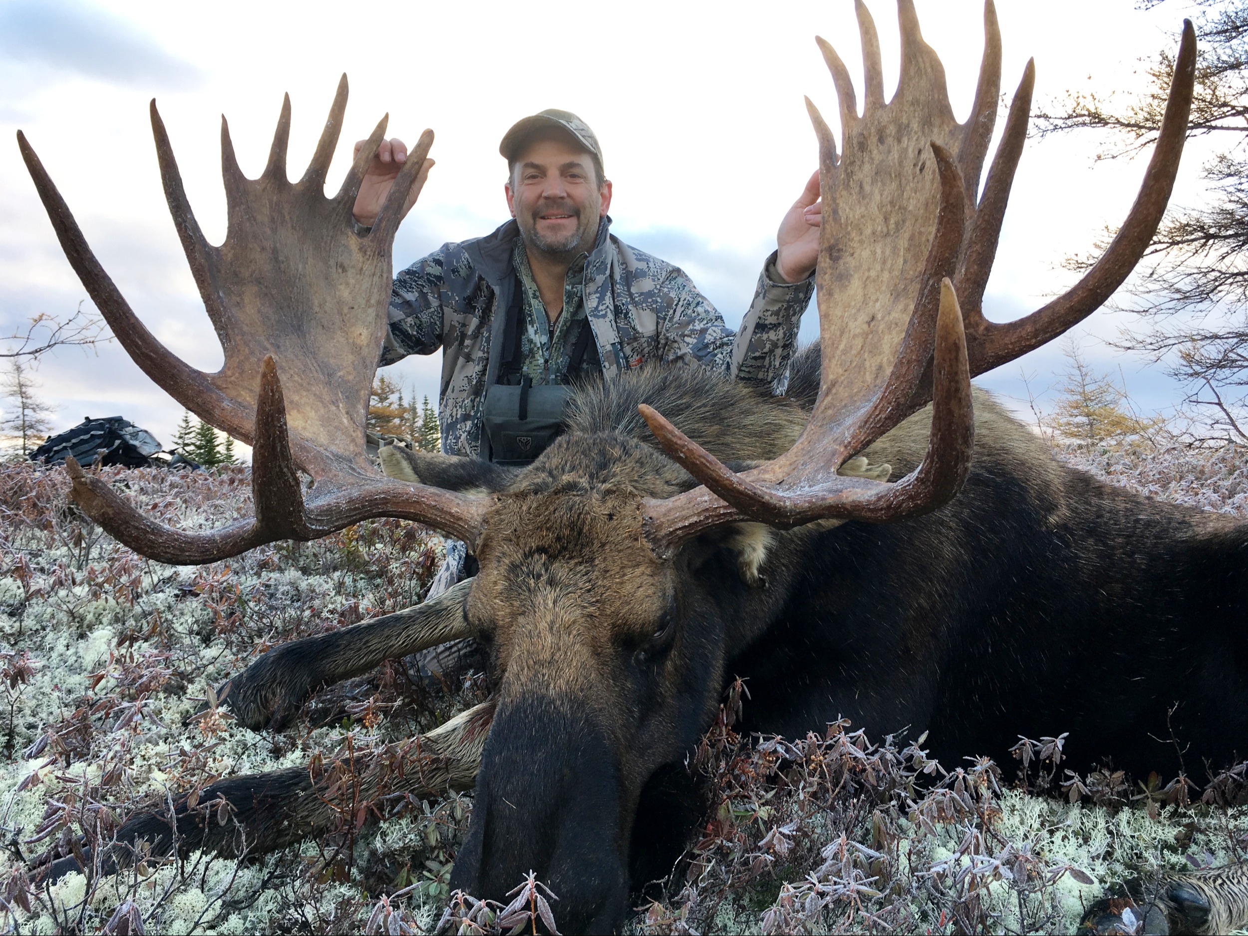 Eastern Canadian Moose Newfoundland Canada 28
