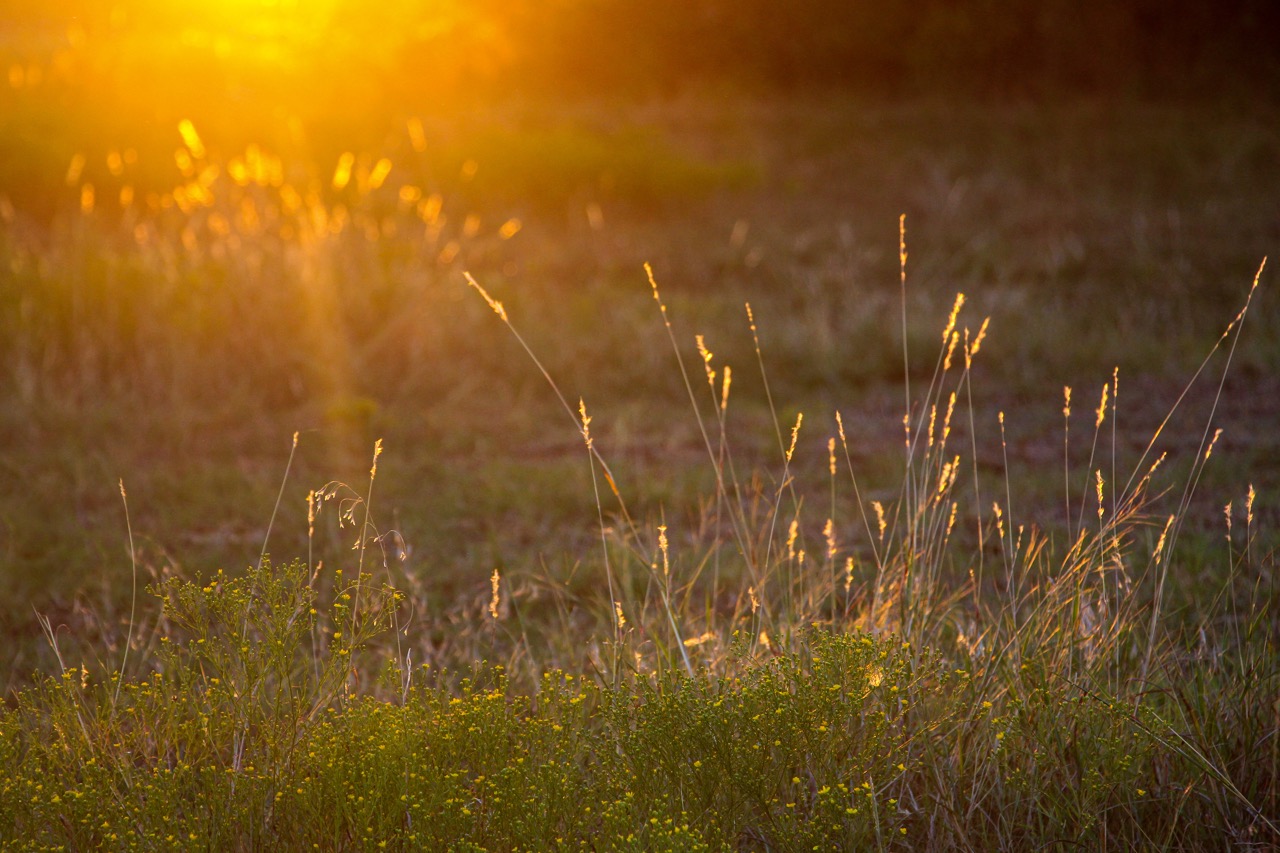 Yale Day of Service - Onion Creek Greenspace - May 10th, 9am - 3pm 256