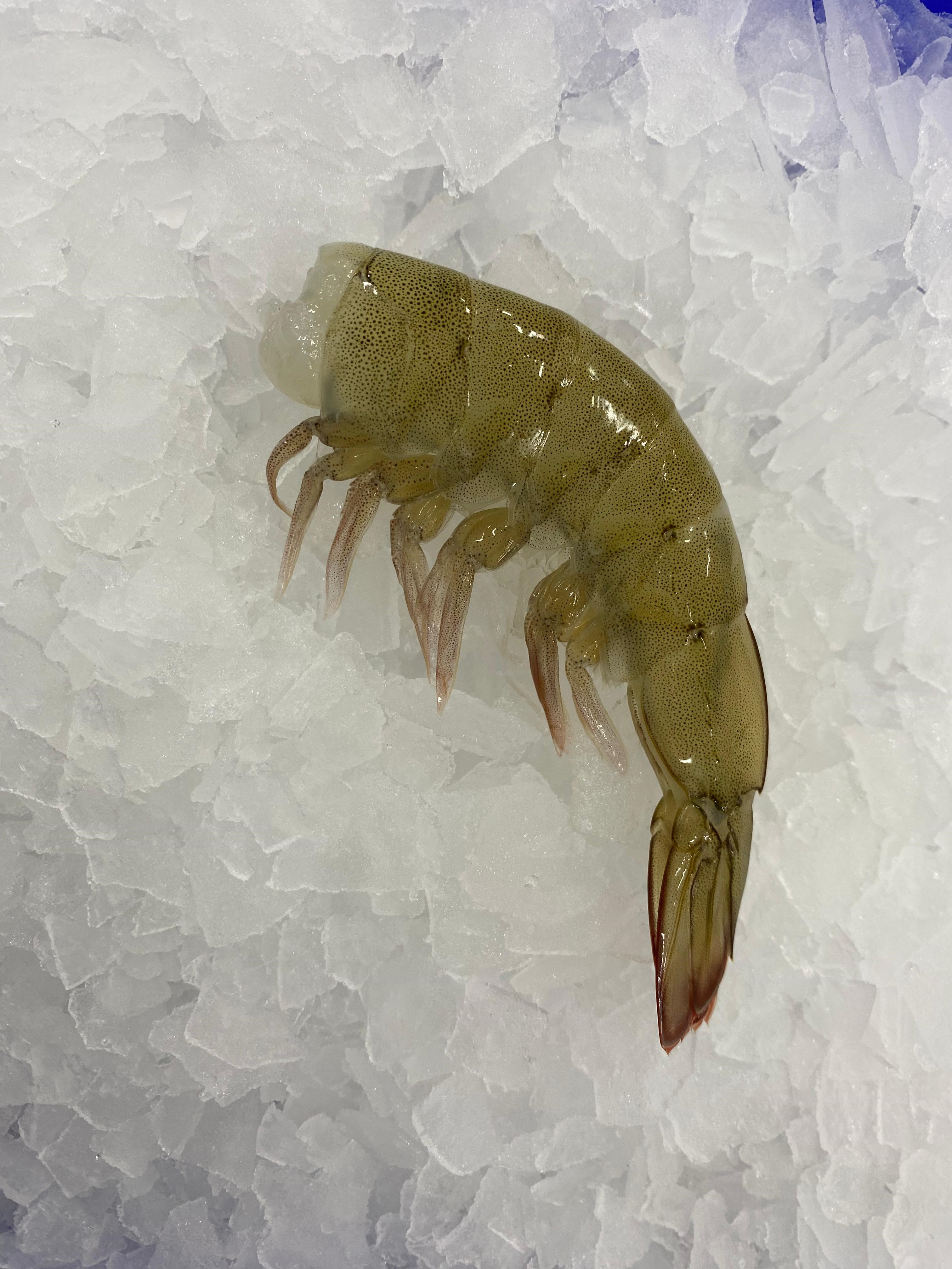 Shrimp Frozen HLSO : Headless Shrimp 1099