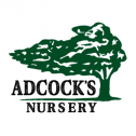 Adcock's Nursery 297