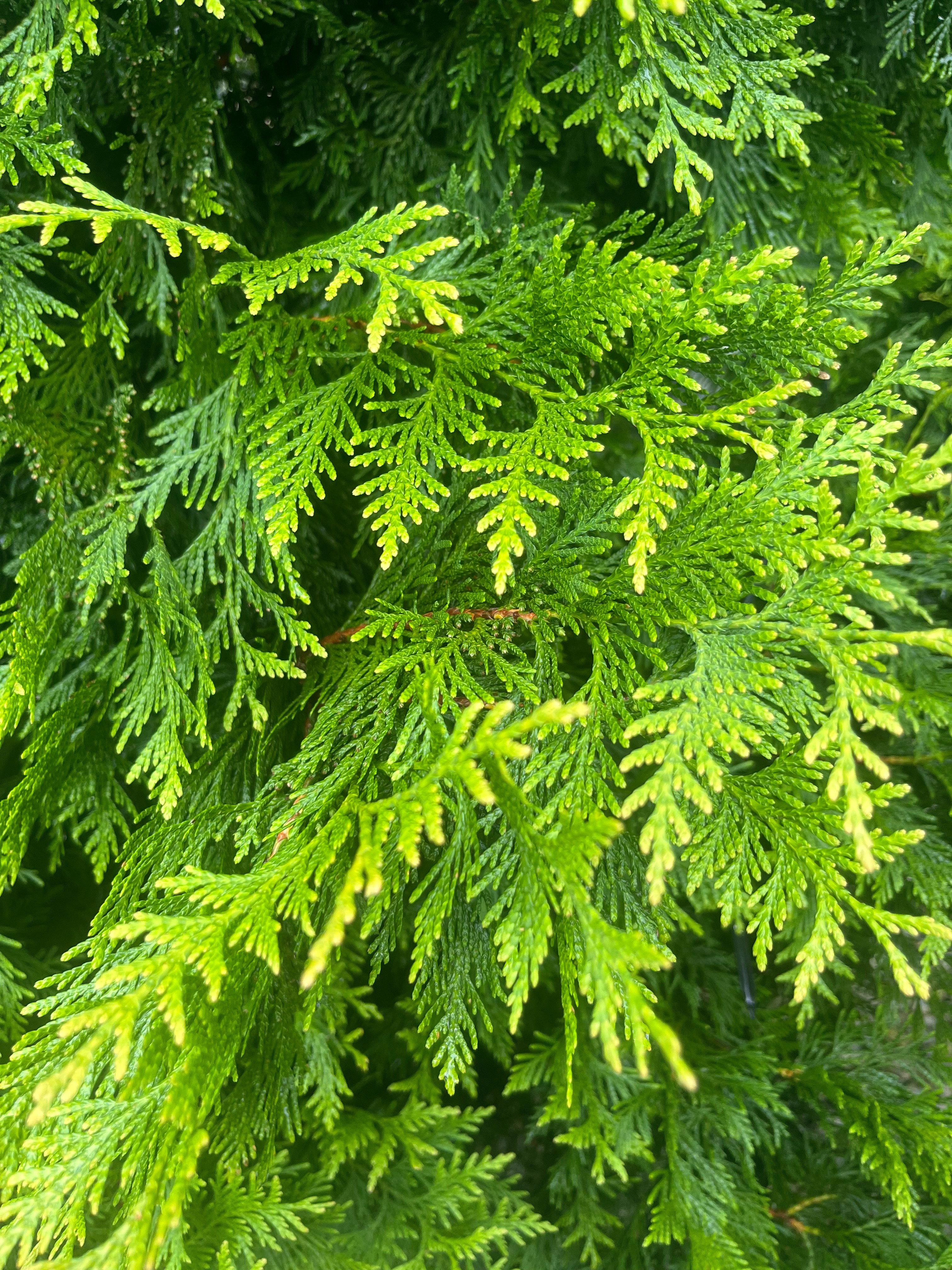 Bonafide™ Arborvitae 72