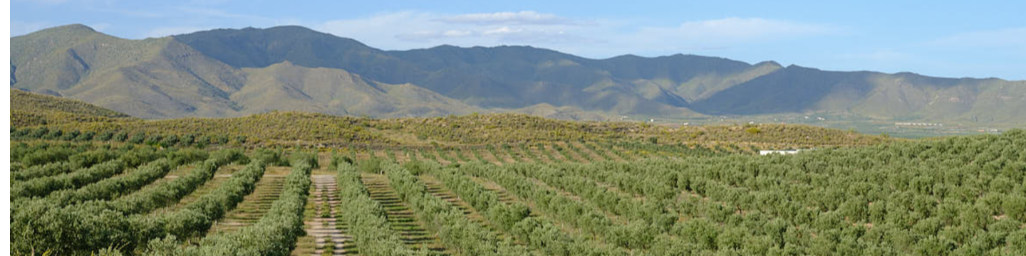 Campos De Uleila 516