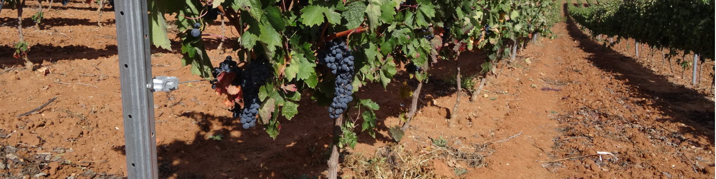 Bodegas y Vinedos Rauda, S.Coop 551
