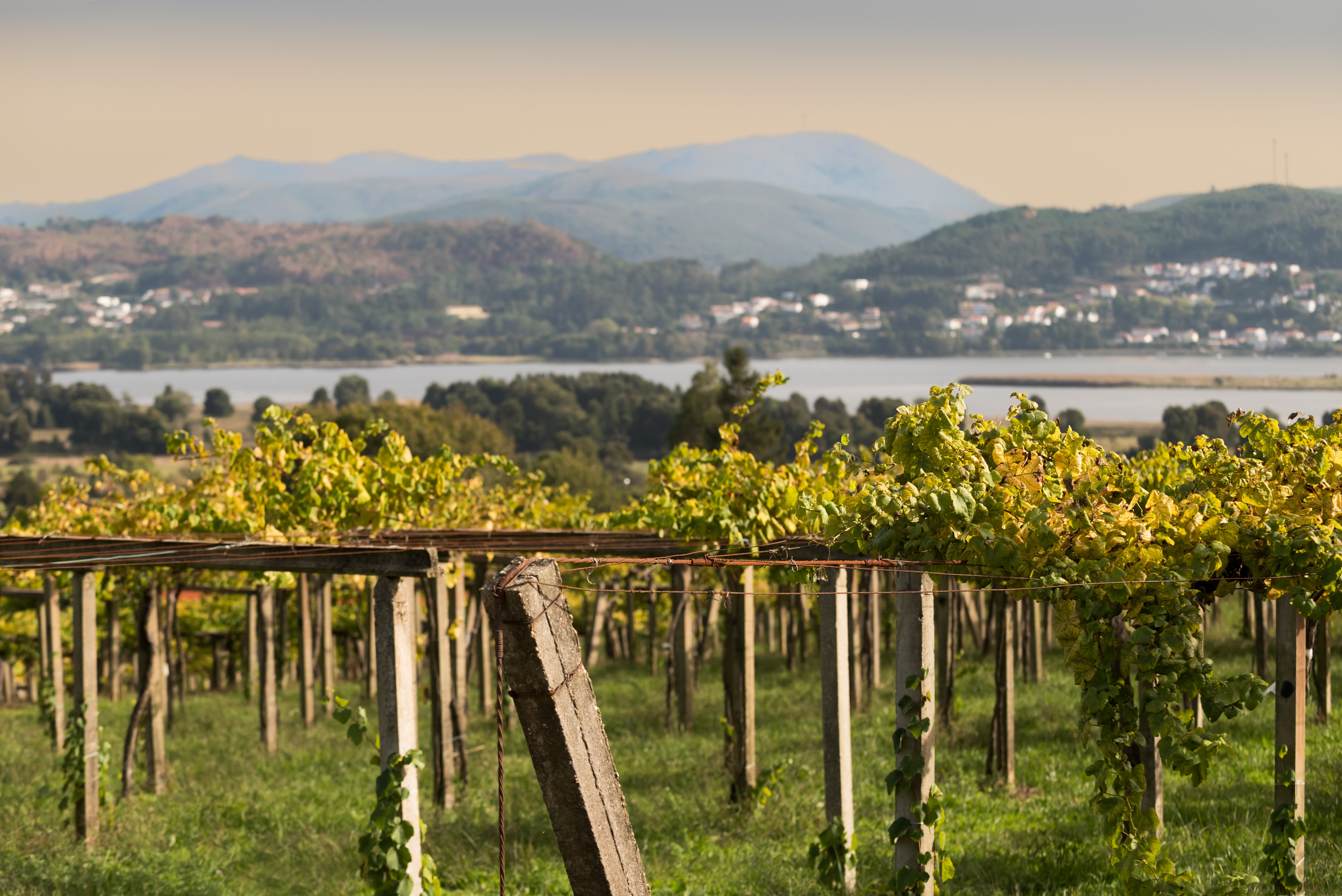 Galician Wines 658