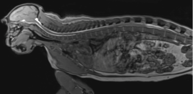 Biodistribution in rodent and non-human primate 336