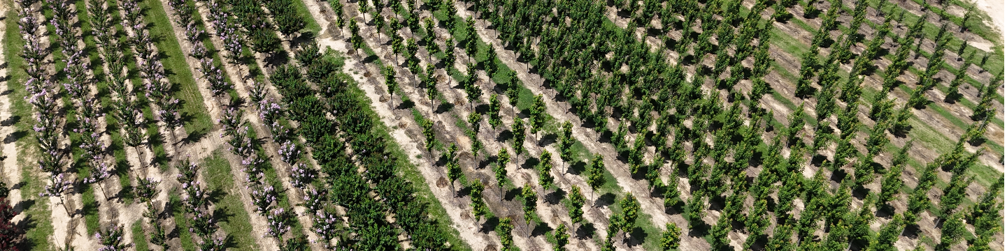 Bold Spring Nursery, Inc. 266