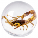 The Real Insect Co. Inc. 160