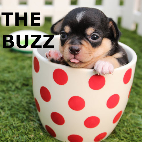 The Buzz: Almost Summer Edition 5721