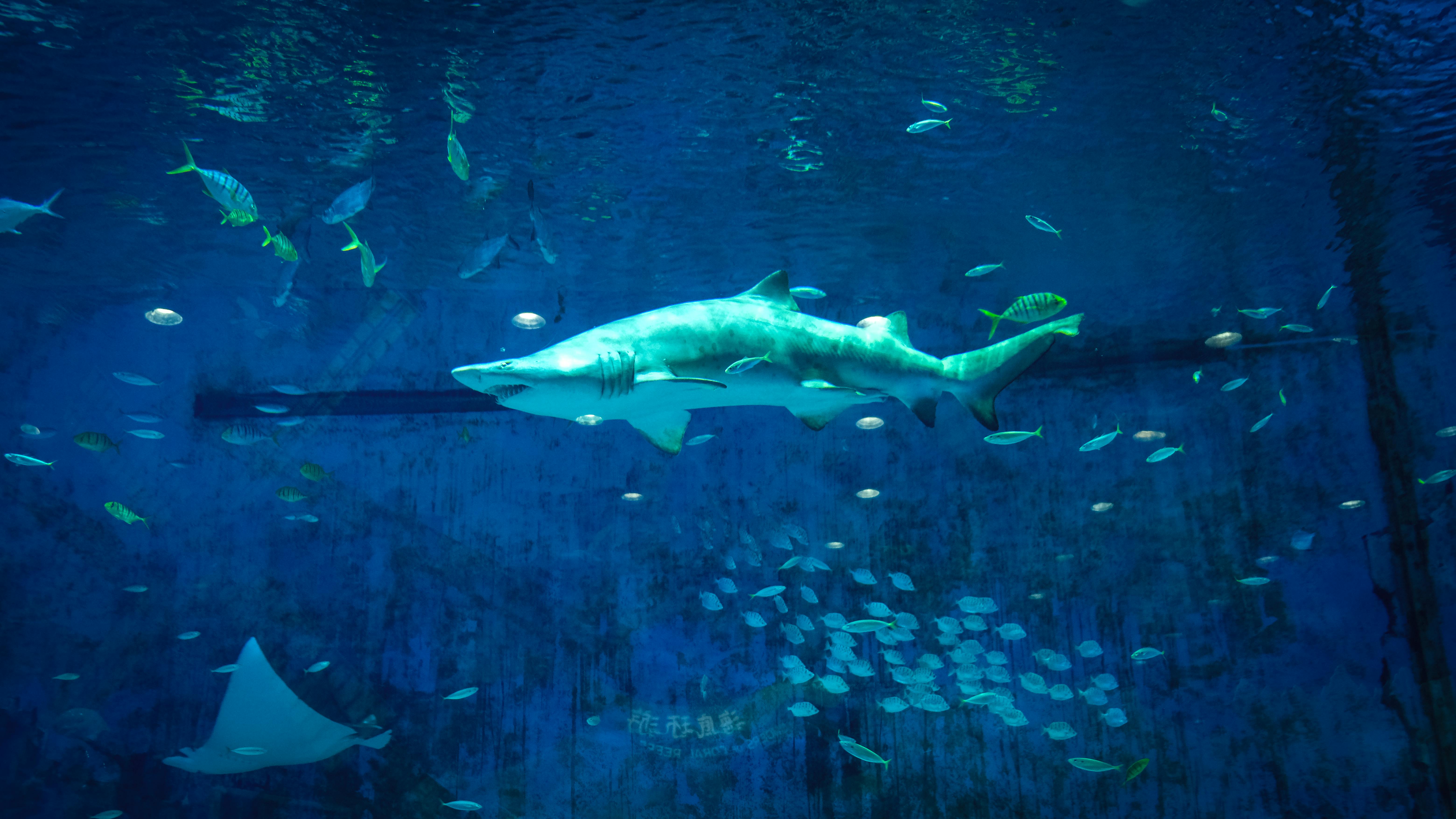 Getting Sharky with Blackbaud’s K–12 Advisors 10064