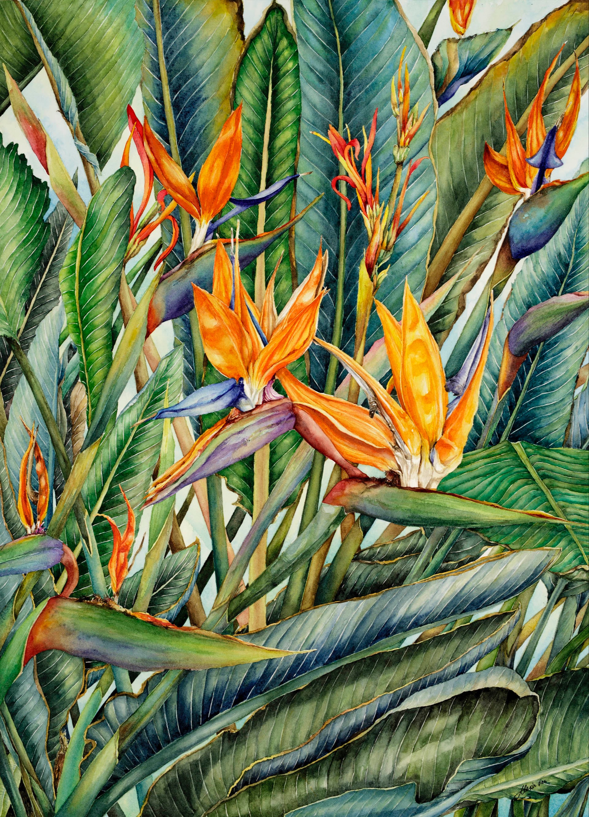 Birds Of Paradise 180