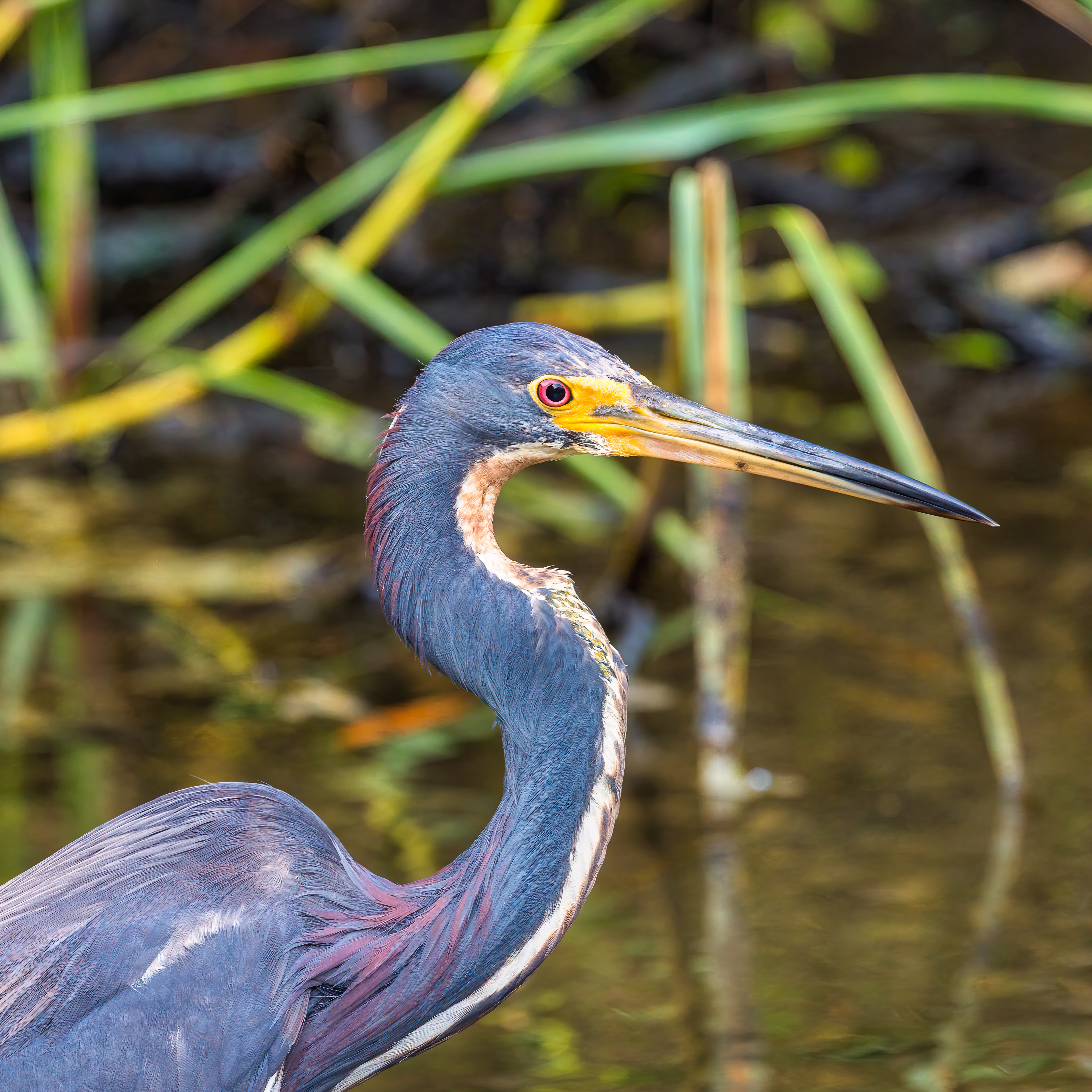 Wading Tri-Colored Heron 146