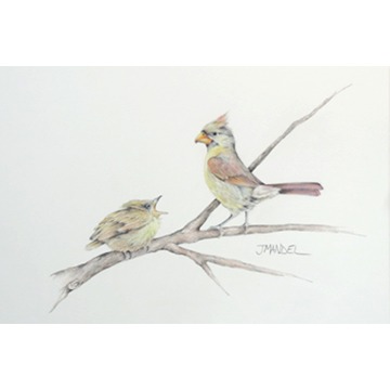 Baby Cardinal Feeding 346