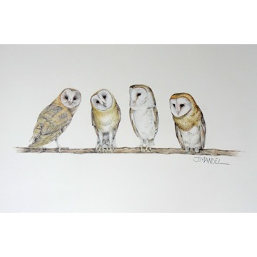 A Parliament of Owls 348