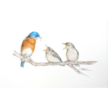 Baby Bluebirds Feeding 41
