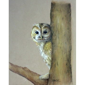 Owlet 104