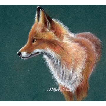 Fox Portrait 105