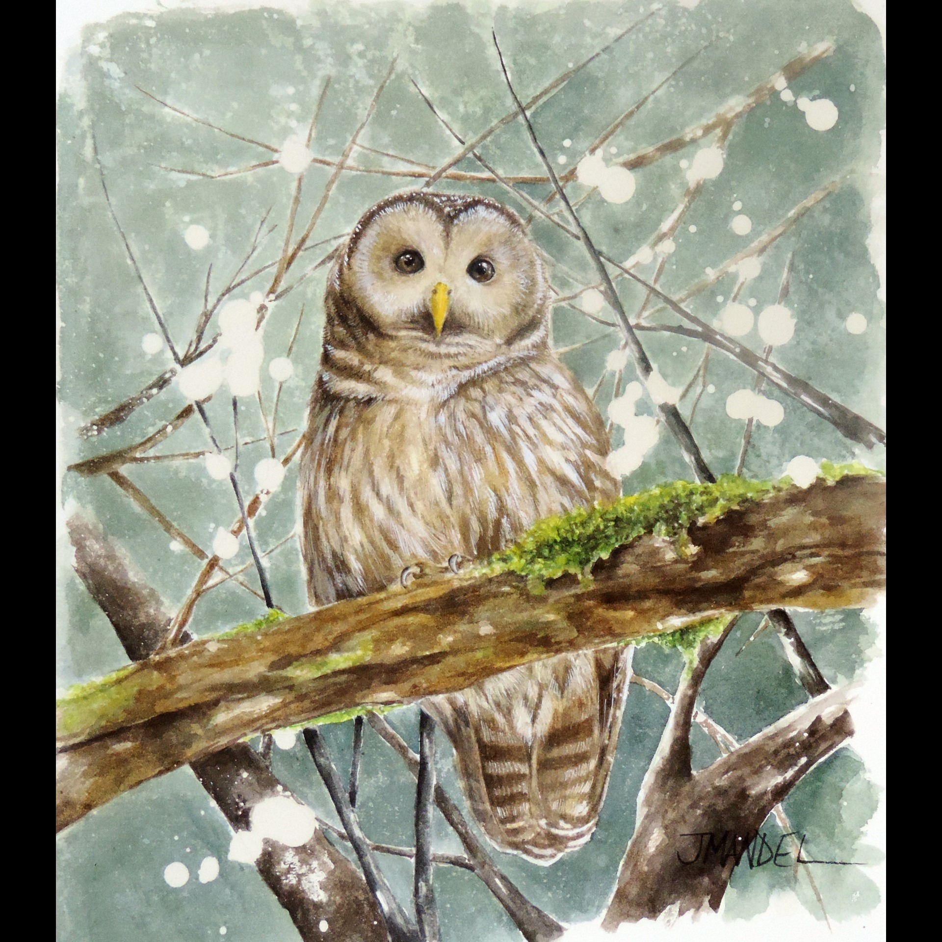Barred Owl 69