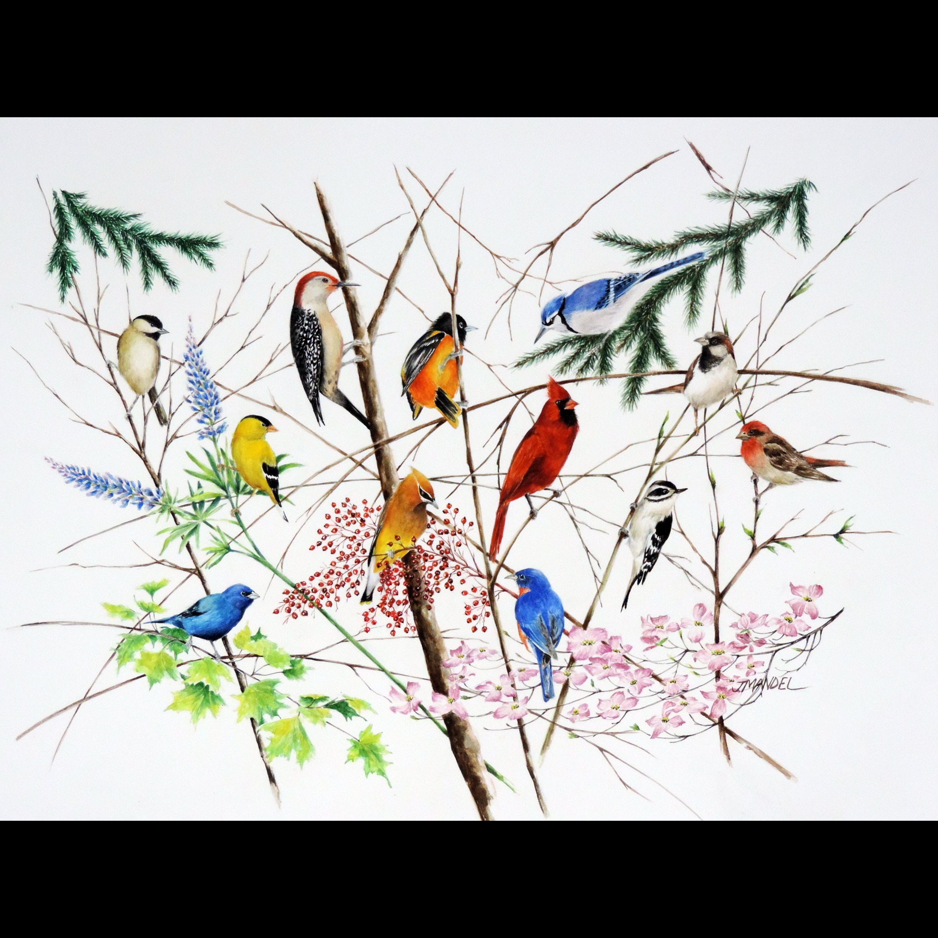 A Year of Songbirds 70