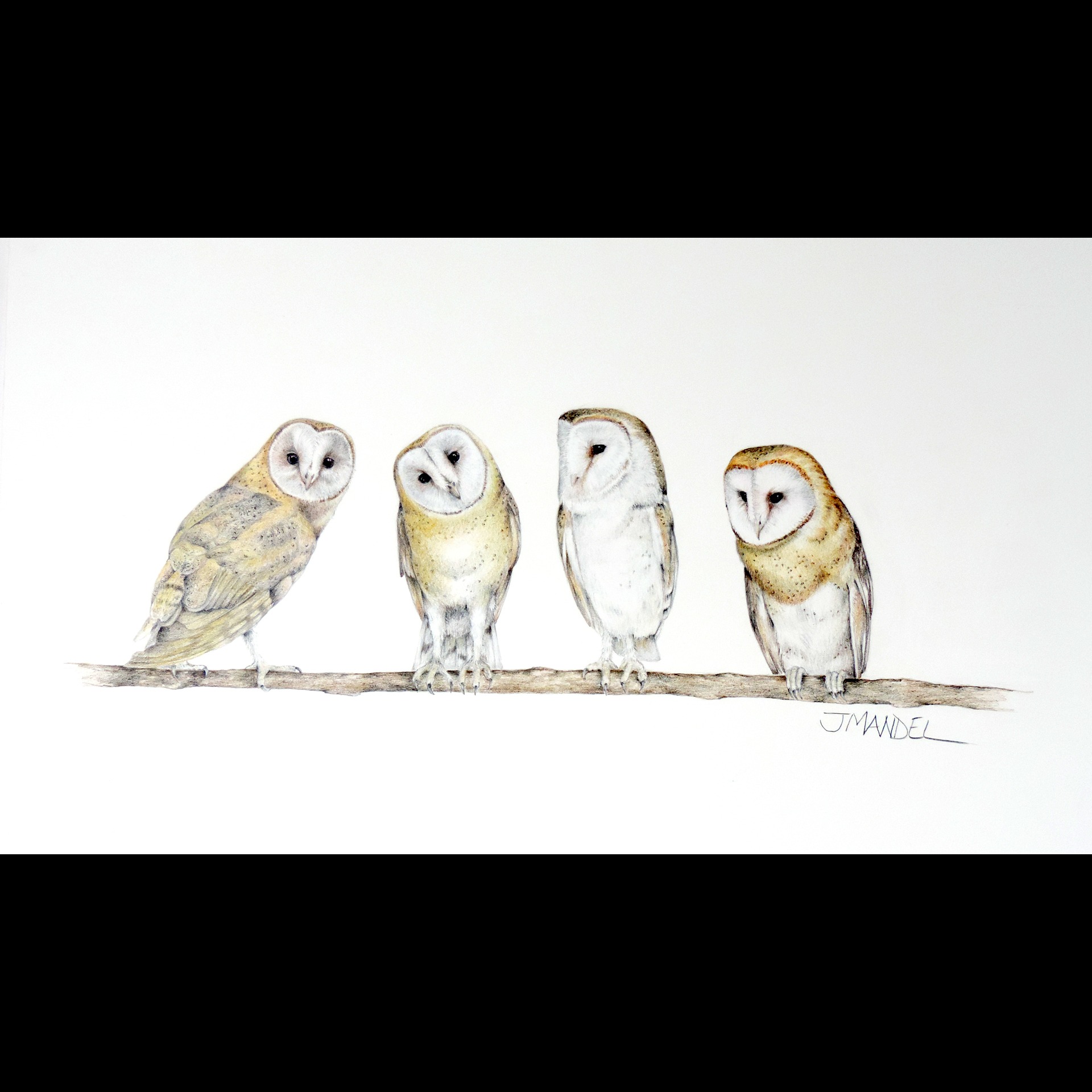 A Parliament of Owls 73