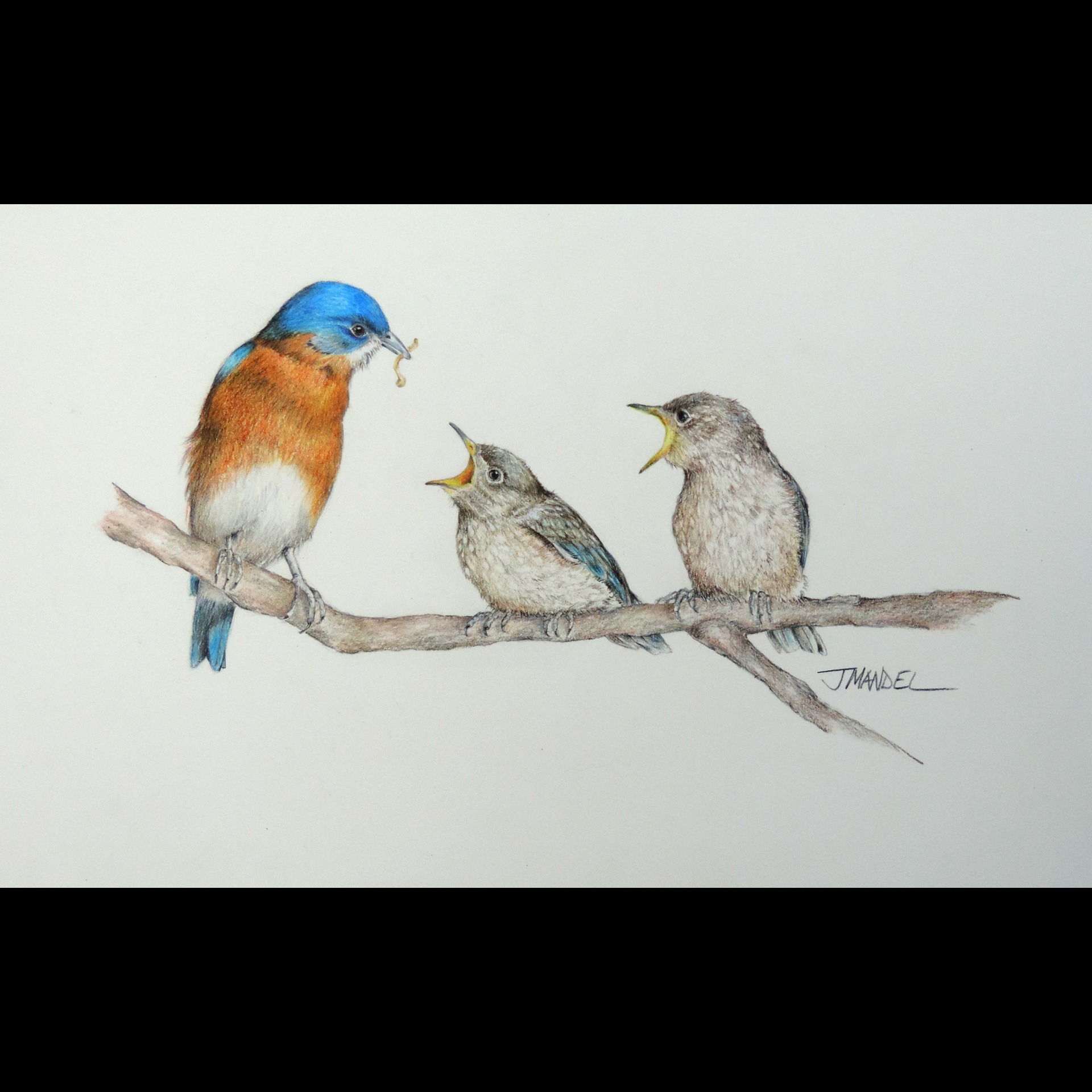 Baby Bluebirds Feeding 77