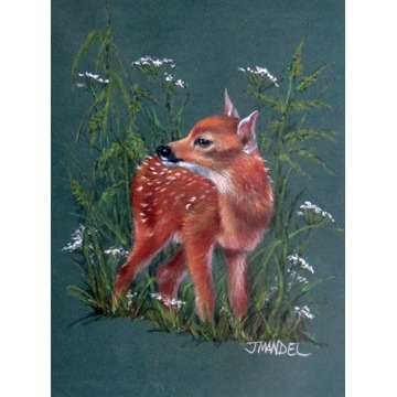 Studio Fawn 49