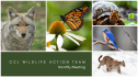 Wildlife Action Team Monthly Mtg  with Dr. JF Therrien, Hawk Mountain 16791