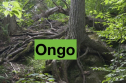 Ongo Peer Support - 12 week intensive; boosting your personal growth and resilience 17833