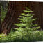 chapter-icon-redwood.jpeg