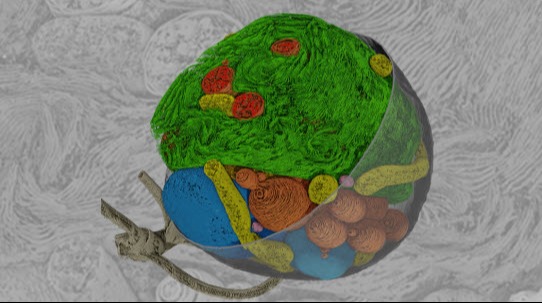 Amira Software for Life Sciences Image Analysis 72