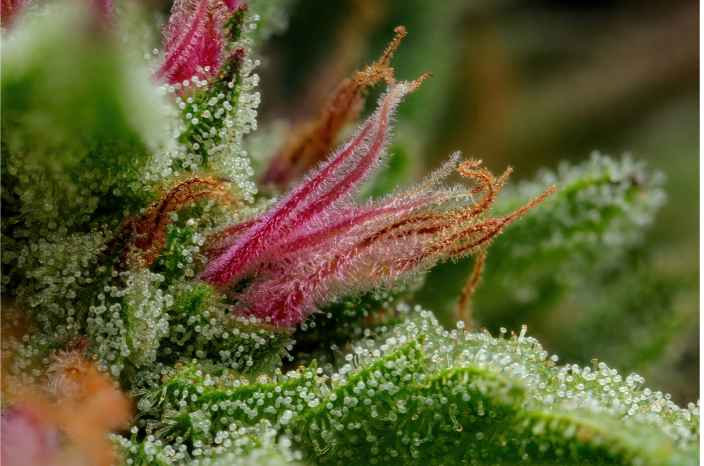 The Big Benefits of Cannabis Triploids -MG Magazine 33