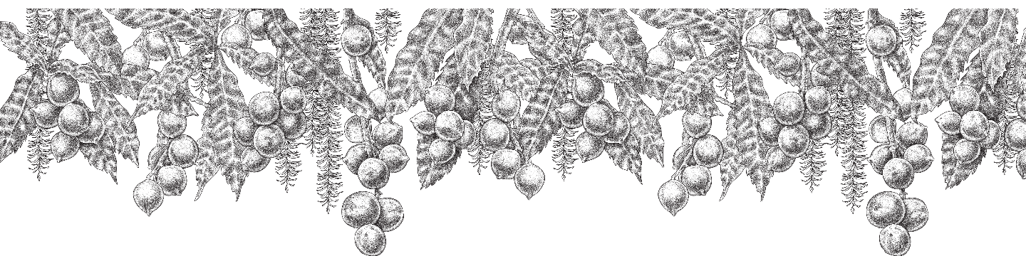 Milkadamia / Jindilli Beverages LLCx 69