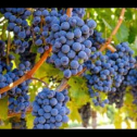 Dr. Dan McCarville discusses a constrained mixture design when blending grape varietals for nose, taste, finish, etc.