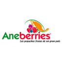 Aneberries 355