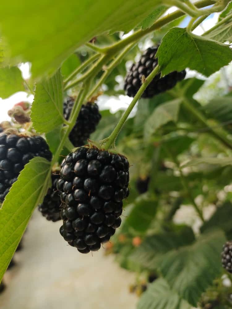 Blackberries 775