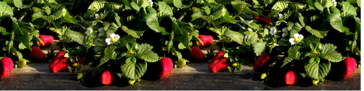 Gem-Pack Berries 111