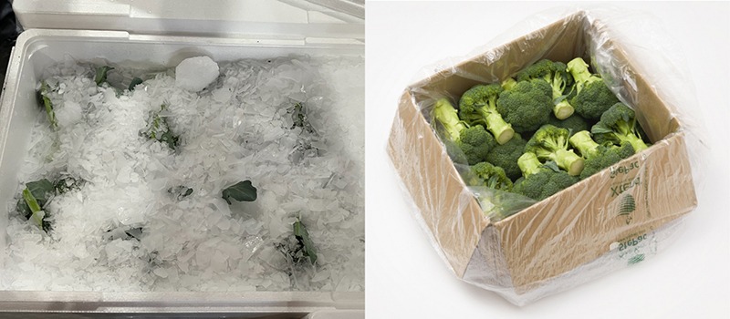 StePacPPC Creates a Greener Route for Broccoli 272