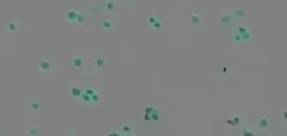 Automated Cell Counter Package 46