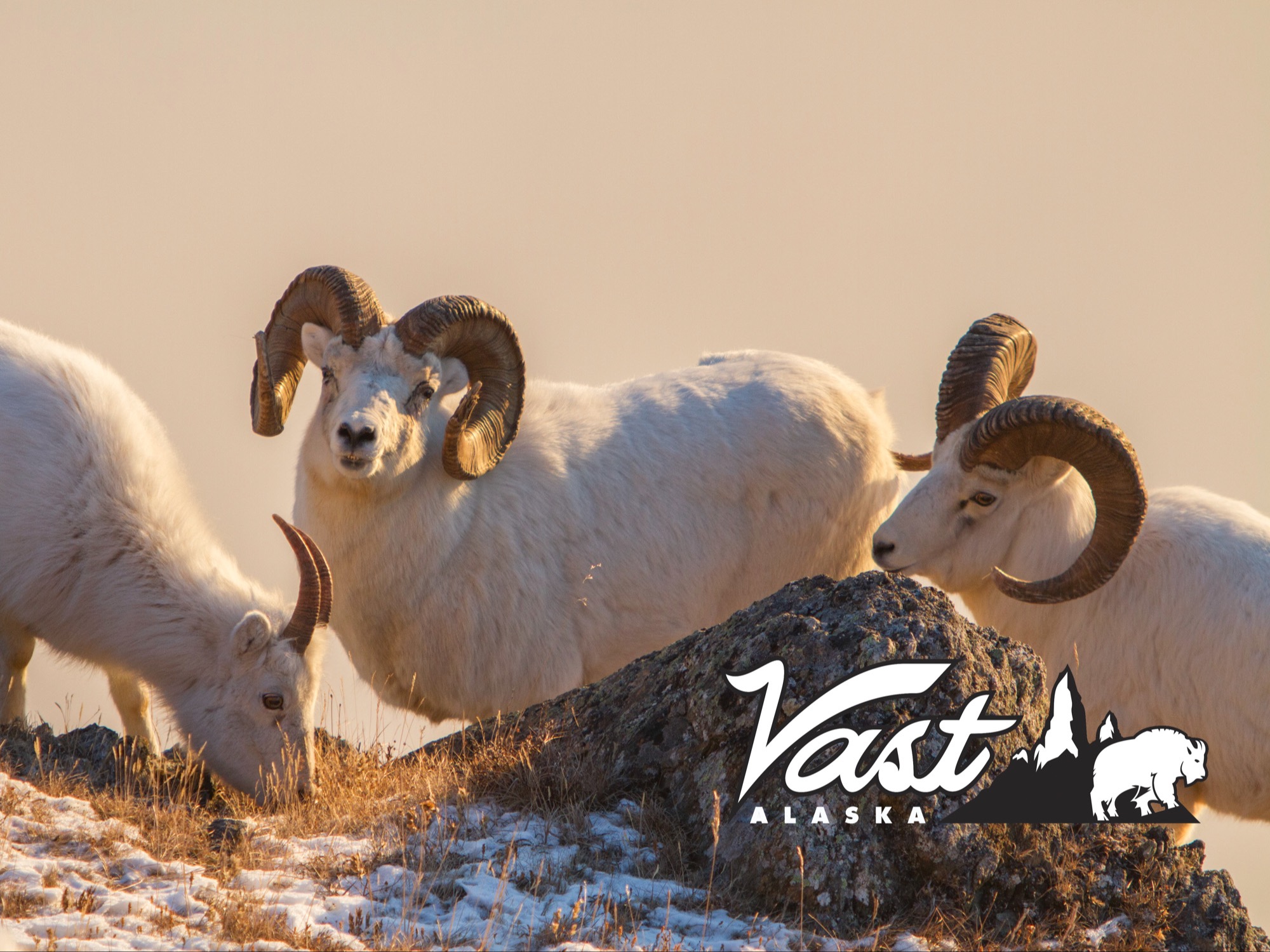 Alaska Dall Sheep Hunting 192