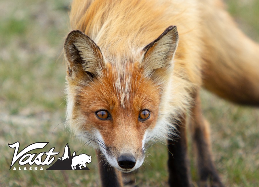 Exclusive Use Alaska Peninsula Wildlife Refuge 193