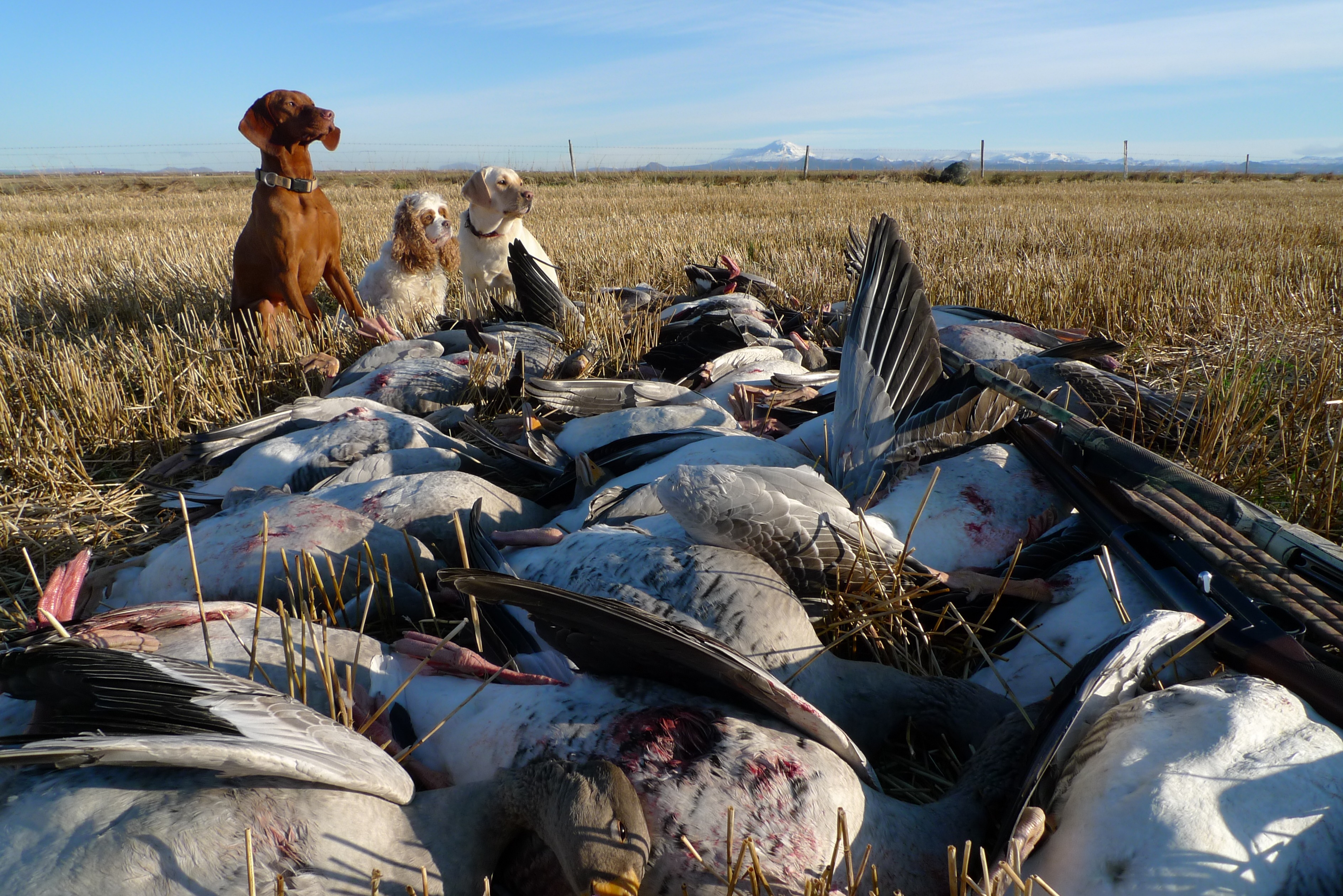 Geese shooting in Iceland 117