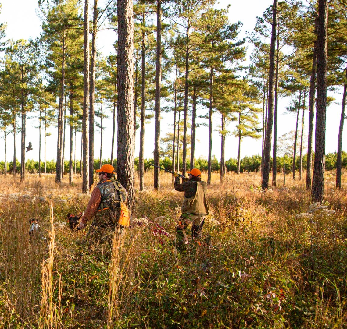 Private Quail Hunts 185