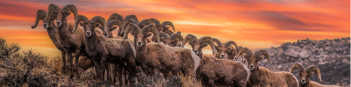 Wild Sheep Foundation 246