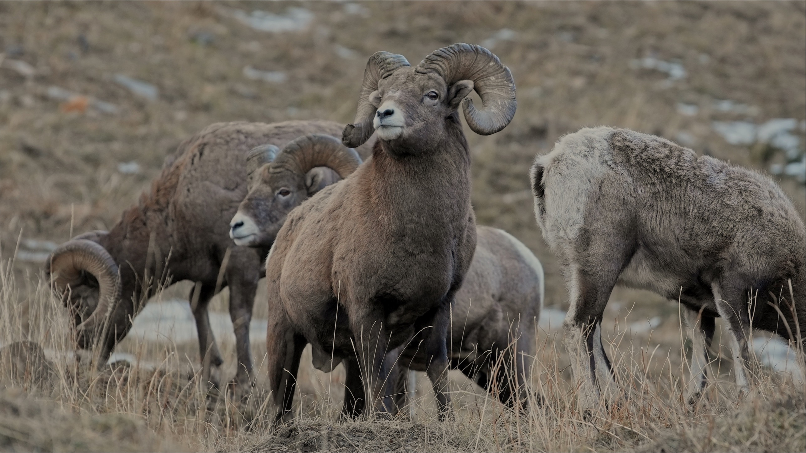 Wild Sheep Foundation Membership 45