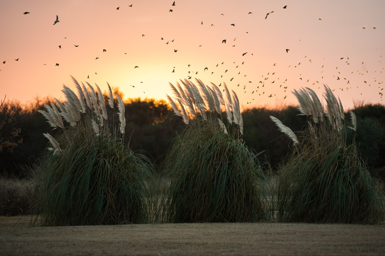 Dove shooting in Cordoba Argentina 28