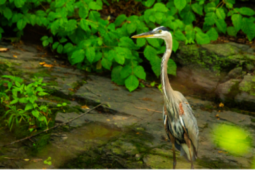 Old Mill Eco Island 227