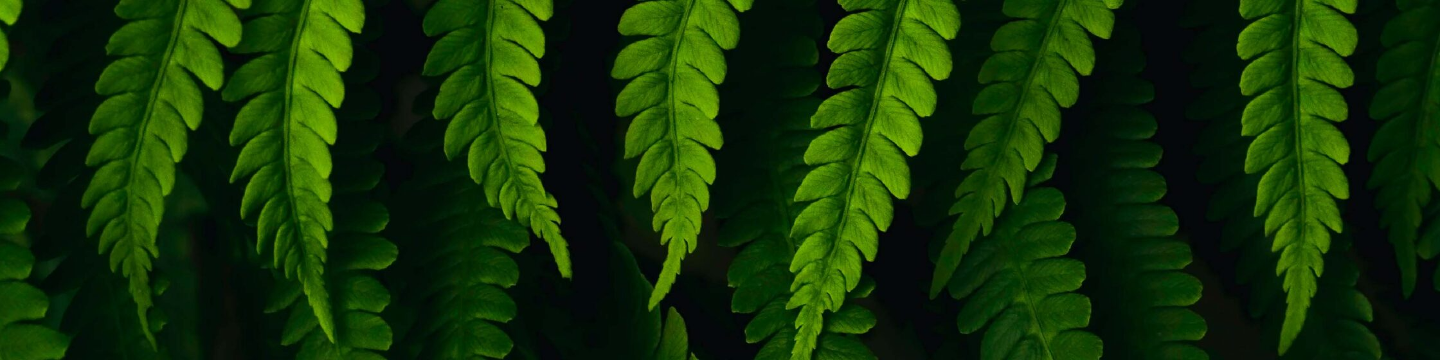 Tip2Toe Global Brands Limited 2925