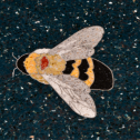National Terrazzo and Mosaic Association 154